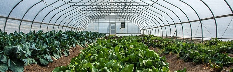 wide angle greenhouse image
